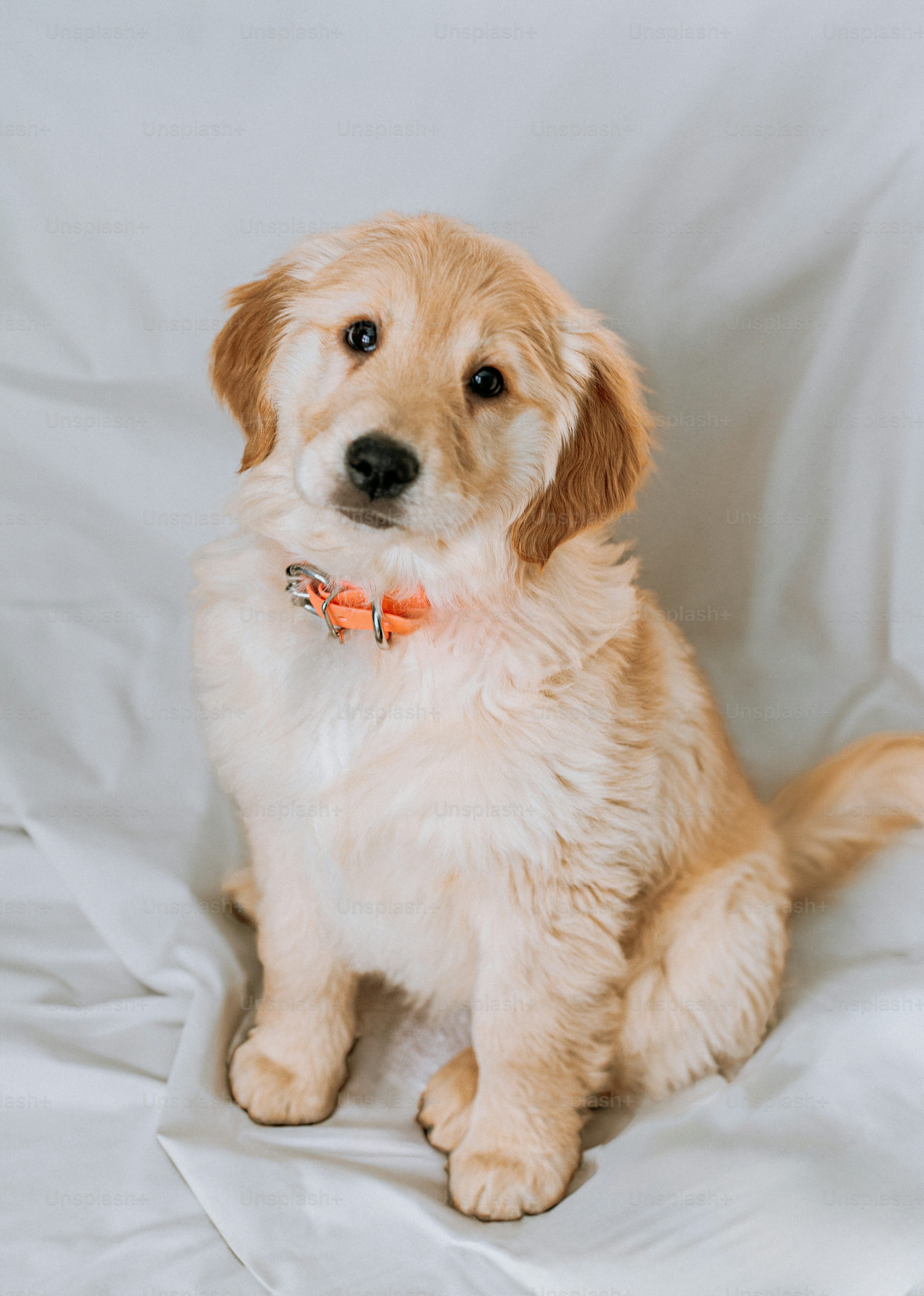 Cute puppy